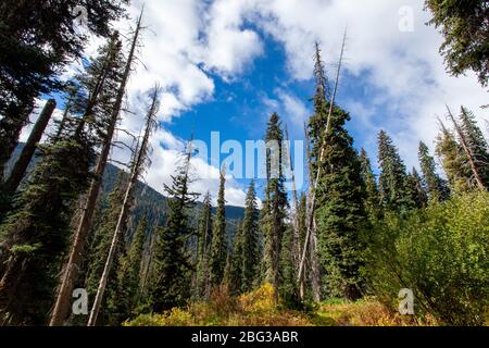 Westliche Lärchen zeigen in einen blauen Himmel mit weißen Wolken, mit einem waldbedeckten Berghang im Hintergrund, im North Cascades National Park Stockfoto