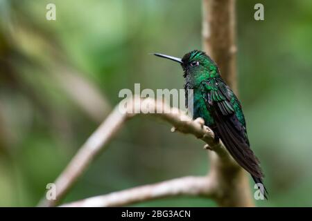 Männchen von Canivet's Emerald, Chlorostilbon canivetii, Trochilidae, Monteverde Cloud Forest Reserve, Costa Rica, Centroamerica Stockfoto