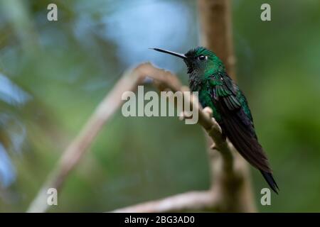 Männchen von Canivet's Emerald, Chlorostilbon canivetii, Trochilidae, Monteverde Cloud Forest Reserve, Costa Rica, Centroamerica Stockfoto