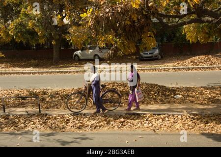 Chandigarh / Indien / 04. April 2017: Zwei inder, die an einem sonnigen Tag auf einer Straße voller Blätter spazieren. Stockfoto