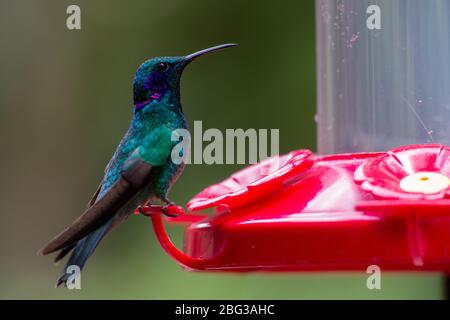 Männchen von Violet Sabrewing, Campylopterus hemileucurus, Trochilidae, auf einer Zubringerstation, Monteverde Cloud Forest Reserve, Costa Rica, Centroamerica Stockfoto