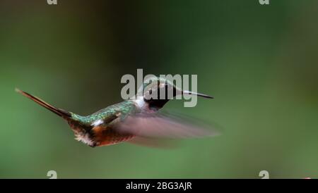 Männchen von Rubinkehligen Kolibri, Archilochus colubris, Trochilidia, Monteverde Cloud Forest Reserve, Costa Rica, Centroamerica Stockfoto