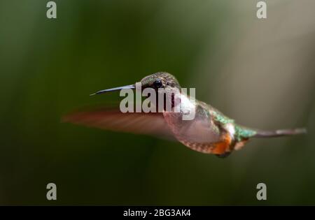 Männchen von Rubinkehligen Kolibri, Archilochus colubris, Trochilidia, Monteverde Cloud Forest Reserve, Costa Rica, Centroamerica Stockfoto