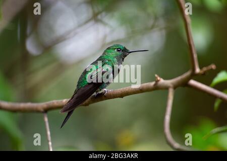 Männchen von Canivet's Emerald, Chlorostilbon canivetii, Trochilidae, Monteverde Cloud Forest Reserve, Costa Rica, Centroamerica Stockfoto