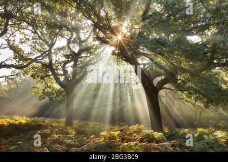 Sonnenlicht, das an einem nebligen Morgen durch Eichenbäume filtert Stockfoto