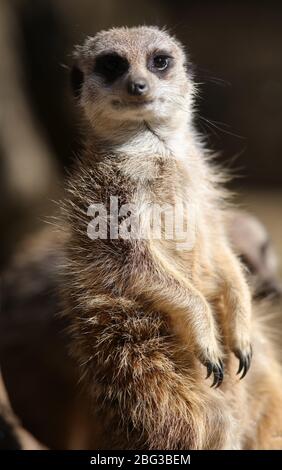 Gelsenkirchen, Deutschland. 20. Apr 2020. firo: 20.04.2020, Deutschland, NRW, Gelsenkirchen, ZOOM Erlebniswelt, Zoo, Tierwelt, Fauna, Tiere, Mitarbeiter und Tiere warten ungeduldig auf die Wiedereröffnung nach der Koronakrise, ERDMvÑNNCHEN weltweit nutzen Quelle: dpa/Alamy Live News Stockfoto