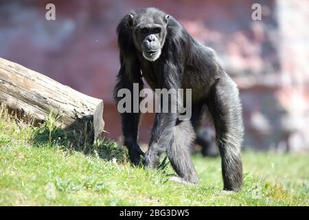 Gelsenkirchen, Deutschland. 20. Apr 2020. firo: 20.04.2020, Deutschland, NRW, Gelsenkirchen, ZOOM Erlebniswelt, Zoo, Tierwelt, Fauna, Tiere, Mitarbeiter und Tiere warten ungeduldig auf die Wiedereröffnung nach der Koronakrise, SCHIMPANSE Credit: dpa/Alamy Live News Stockfoto