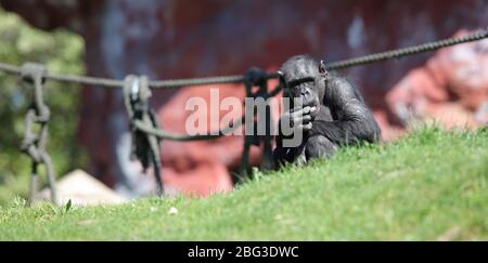 Gelsenkirchen, Deutschland. 20. Apr 2020. firo: 20.04.2020, Deutschland, NRW, Gelsenkirchen, ZOOM Erlebniswelt, Zoo, Tierwelt, Fauna, Tiere, Mitarbeiter und Tiere warten ungeduldig auf die Wiedereröffnung nach der Koronakrise, SCHIMPANSE Credit: dpa/Alamy Live News Stockfoto