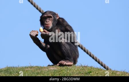 Gelsenkirchen, Deutschland. 20. Apr 2020. firo: 20.04.2020, Deutschland, NRW, Gelsenkirchen, ZOOM Erlebniswelt, Zoo, Tierwelt, Fauna, Tiere, die Mitarbeiter und Tiere warten ungeduldig auf die Wiedereröffnung nach der Koronakrise, SCHIMPANSE mit Futter weltweit Credit: dpa/Alamy Live News Stockfoto