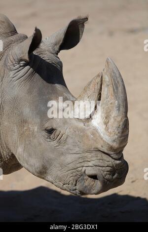 Gelsenkirchen, Deutschland. 20. Apr 2020. firo: 20.04.2020, Deutschland, NRW, Gelsenkirchen, ZOOM Erlebniswelt, Zoo, Tierwelt, Fauna, Tiere, die Mitarbeiter und Tiere warten ungeduldig auf die Wiedereröffnung nach der Koronakrise, REITMAULNASHORN Quelle: dpa/Alamy Live News Stockfoto