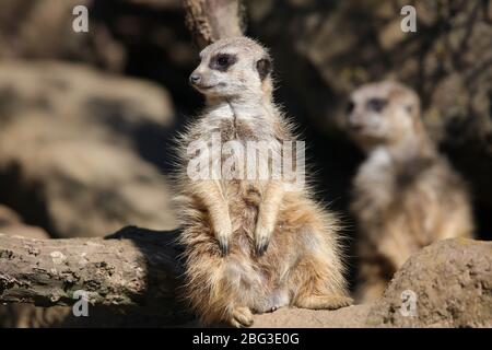 Gelsenkirchen, Deutschland. 20. Apr 2020. firo: 20.04.2020, Deutschland, NRW, Gelsenkirchen, ZOOM Erlebniswelt, Zoo, Tierwelt, Fauna, Tiere, Mitarbeiter und Tiere warten ungeduldig auf die Wiedereröffnung nach der Koronakrise, ERDMvÑNNCHEN weltweit nutzen Quelle: dpa/Alamy Live News Stockfoto