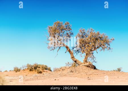 Persistierender alter, Zwergakazie an der Sahara in Marokko, Afrika Stockfoto