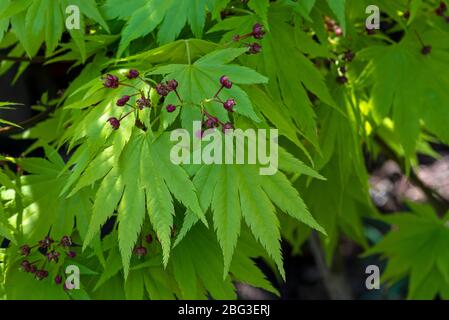 Acer shirasawanum Aureum, goldener Vollmondahorn, goldener Shirasawa-Ahorn Stockfoto