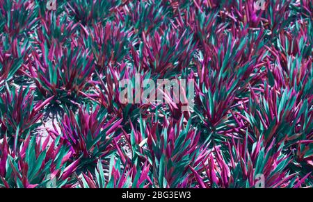 Colorfulin lebendige Verlauf holographische Farben floralen natürlichen Hintergrund mit Unschärfe und Schärfentiefe der tradescantia spathacea oder Boot oder Austernlilie Stockfoto
