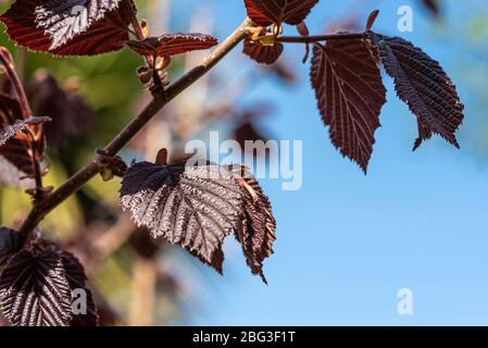 Corylus Maxima Purpurea, Corylus maxima Purple Filbert, Purple-leaved Filbert, Betulaceae, Stockfoto