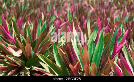 Bunte florale natürlichen Hintergrund mit Unschärfe und Schärfentiefe der tradescantia spathacea oder Boot oder Austernlilie Pflanze Stockfoto