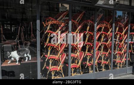 CORONAVIRUS: EINGESPERRTER CAT IN EINEM PARISER CAFÉ Stockfoto