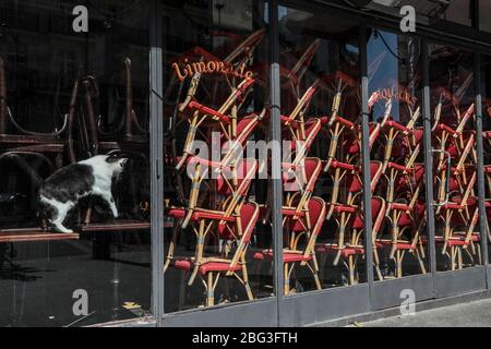 CORONAVIRUS: EINGESPERRTER CAT IN EINEM PARISER CAFÉ Stockfoto