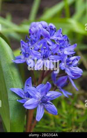 Blaue Frühlingsblume im Garten Stockfoto