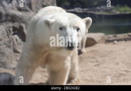 Gelsenkirchen, Deutschland. 20. Apr 2020. firo: 20.04.2020, Deutschland, NRW, Gelsenkirchen, ZOOM Erlebniswelt, Zoo, Tierwelt, Fauna, Tiere, Mitarbeiter und Tiere warten ungeduldig auf die Wiedereröffnung nach der Koronakrise, EISBAR Credit: dpa/Alamy Live News Stockfoto