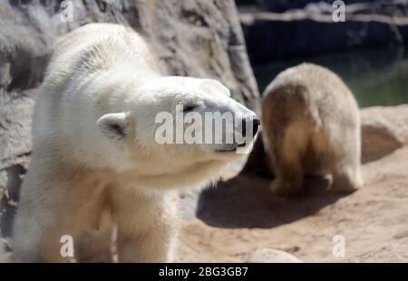 Gelsenkirchen, Deutschland. 20. Apr 2020. firo: 20.04.2020, Deutschland, NRW, Gelsenkirchen, ZOOM Erlebniswelt, Zoo, Tierwelt, Fauna, Tiere, Mitarbeiter und Tiere warten ungeduldig auf die Wiedereröffnung nach der Koronakrise, EISBAR Credit: dpa/Alamy Live News Stockfoto