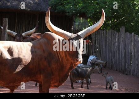 Gelsenkirchen, Deutschland. 20. Apr 2020. firo: 20.04.2020, Deutschland, NRW, Gelsenkirchen, ZOOM Erlebniswelt, Zoo, Tierwelt, Fauna, Tiere, die Mitarbeiter und Tiere warten ungeduldig auf die Wiedereröffnung nach der Koronakrise, WATUSSIRIND Quelle: dpa/Alamy Live News Stockfoto