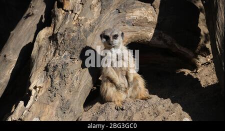 Gelsenkirchen, Deutschland. 20. Apr 2020. firo: 20.04.2020, Deutschland, NRW, Gelsenkirchen, ZOOM Erlebniswelt, Zoo, Tierwelt, Fauna, Tiere, Mitarbeiter und Tiere warten ungeduldig auf die Wiedereröffnung nach der Koronakrise, ERDMANNNCHEN Quelle: dpa/Alamy Live News Stockfoto