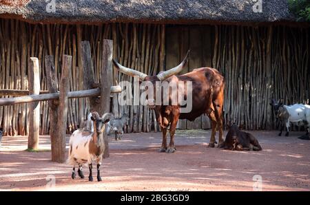 Gelsenkirchen, Deutschland. 20. Apr 2020. firo: 20.04.2020, Deutschland, NRW, Gelsenkirchen, ZOOM Erlebniswelt, Zoo, Tierwelt, Fauna, Tiere, die Mitarbeiter und Tiere warten ungeduldig auf die Wiedereröffnung nach der Koronakrise, WATUSSIRIND Quelle: dpa/Alamy Live News Stockfoto