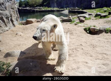 Gelsenkirchen, Deutschland. 20. Apr 2020. firo: 20.04.2020, Deutschland, NRW, Gelsenkirchen, ZOOM Erlebniswelt, Zoo, Tierwelt, Fauna, Tiere, Mitarbeiter und Tiere warten ungeduldig auf die Wiedereröffnung nach der Koronakrise, EISBAR Credit: dpa/Alamy Live News Stockfoto