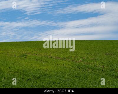Landschaft Frühling Landschaft von gepflügten Feldern. Grünes Gras und blauer Himmel. Pondzie. Polen Stockfoto