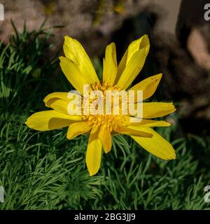 Nahaufnahme einer gelben Adonis vernalis Blume Stockfoto