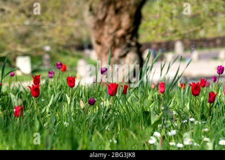 Eine seltene Tulpenwiese mit roten und lila Tulpen in Frühlingssonne Stockfoto