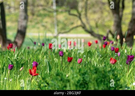 Eine seltene Tulpenwiese mit roten und lila Tulpen in Frühlingssonne Stockfoto