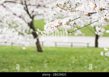Sakura. Blühend, blühend, von Knospe zu Blüte. Erste Blüten und Knospen im Frühjahr. Das Kommen des Frühlings, das Erwachen der Natur Stockfoto