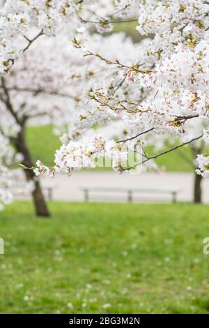 Sakura. Blüte, Blüte, von Knospe zu Blüte. Erste Blüten und Knospen im Frühjahr. Das Kommen des Frühlings, das Erwachen der Natur Stockfoto
