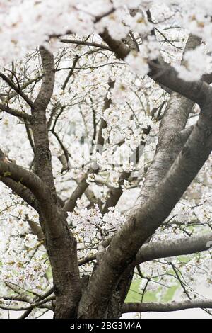 Sakura. Blühend, blühend, von Knospe zu Blüte. Erste Blüten und Knospen im Frühjahr. Das Kommen des Frühlings, das Erwachen der Natur Stockfoto