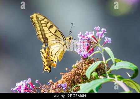 Papilio machaon, der Schwalbenschwanz Der Alten Welt, Schmetterling, der Nektar aus einem violetten Schmetterlingsstrauch ernährt. Stockfoto