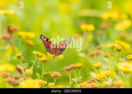 Aglais io, Pfauenschmetterling, der auf einer Wiese ruht. Rückansicht, Flügel geöffnet Stockfoto