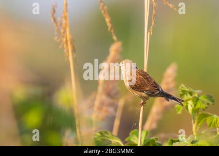 Closeup Portrait einer hänfling Vogel männlich, Carduelis cannabina, Display und die Suche nach einem Gehilfen im Frühling Saison. Das Singen im frühen Morgen sunli Stockfoto