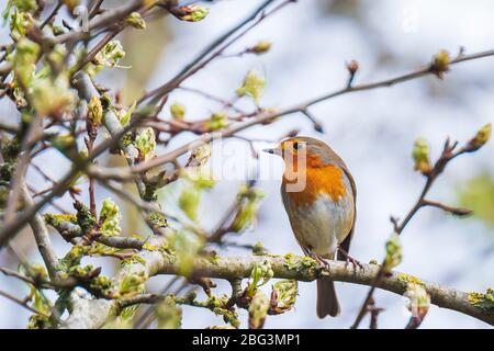 Europäischer Robin Erithacus rubecula singt in der Paarungszeit im Springreiten Sonnenlicht in Sonnenstrahlen. Stockfoto