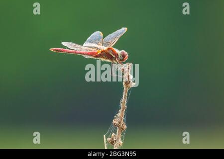 Nahaufnahme eines roten Rüden Sympetrum fonscolombii, Rotaderndarter oder Nomade, der auf Vegetation ruht Stockfoto