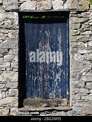 Abblätternde Farbe auf Holztor in Steinwand. High Tenterfell, Kendal, Cumbria, England, Großbritannien, Europa. Stockfoto