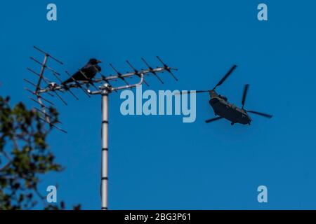 London, Großbritannien. April 2020. Ein chinnook fliegt über wandsworth nach London. Kredit: Guy Bell/Alamy Live News Stockfoto