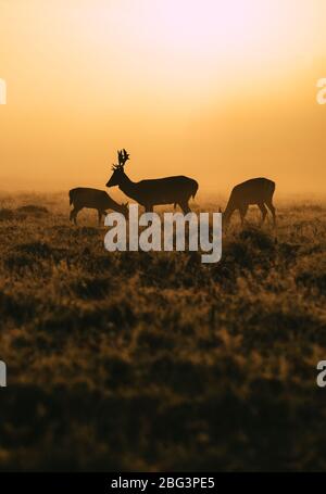 Zwei Hirsche und ein Hirsch im Buschy Park, Richmond-upon-Thames, London, Großbritannien Stockfoto