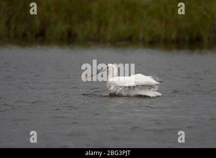 Eurasischer Spoon-Bill, Platalea leucorodia, ein einziges unreifes Baden in der Lagune. Aufgenommen Im Juli. Pennington Marshes, Hampshire, Großbritannien. Stockfoto