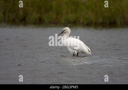 Eurasischer Spoon-Bill, Platalea leucorodia, einzelne unreife, die in der Lagune steht. Aufgenommen Im Juli. Pennington Marshes, Hampshire, Großbritannien. Stockfoto