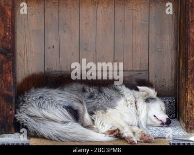 Ein Hund schläft nachmittags in einem Eingang im italienischen Dorf Livigno Stockfoto