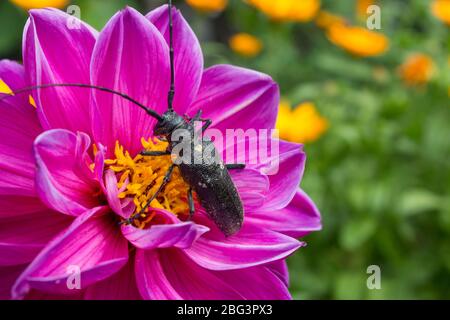 Ein großer schwarzer Käfer mit Hörnern und Karapaten sitzt auf einer rosa Blume, Nahaufnahme, Makro. Natur, Garten, Biologie, Zoologie. Cerambyx scopolii Stockfoto