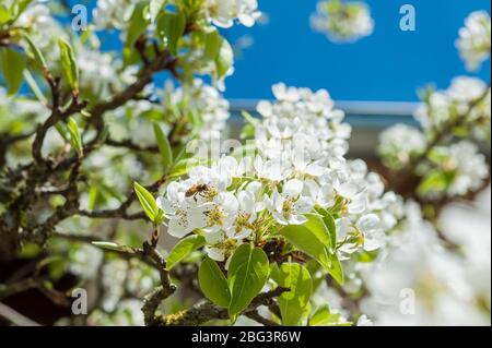 Blüte des Birnen Baumes Stockfoto