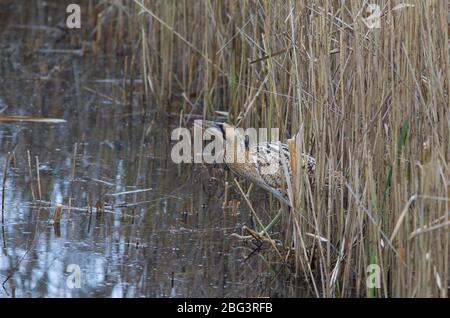 Bittern, Botaurus stellaris, ein Erwachsener, der aus dem Bett kommt. LeaValley, Essex, Großbritannien. Stockfoto